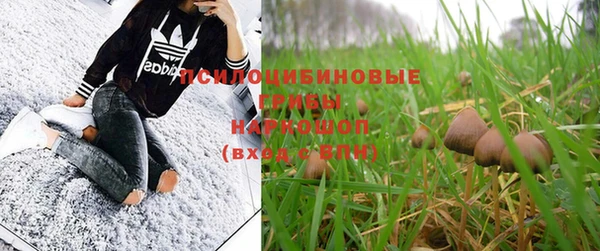 прущие грибы Бронницы